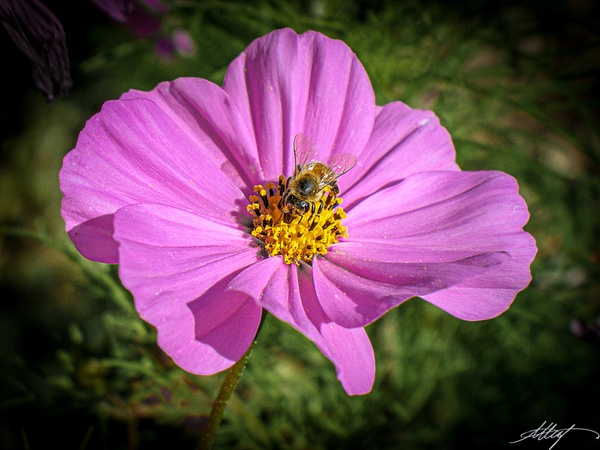 Bee-Pollinating-Wild-Purple-Peony-Flower-4x5 - Landscape &amp; Floral - ResonantPhotos