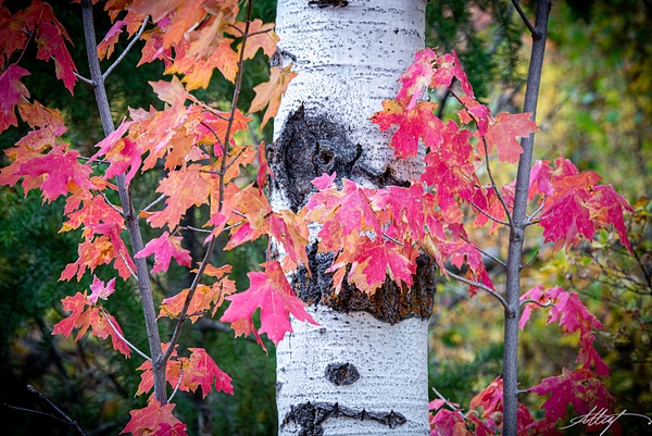Utah-Fall-Colors-Oaks-Reds-3-5x7 - Landscape &amp; Floral - ResonantPhotos