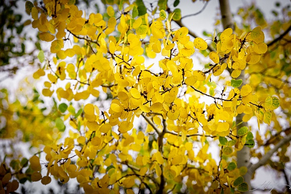 Fall-Aspens-Yellows-5x7 - Landscape &amp; Floral - ResonantPhotos 