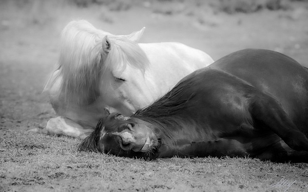 Brawnson-Shakira-Horses-Mustangs-Sleeping-Spring-16x10 - Sanctuary Mustangs - ResonantPhotos 