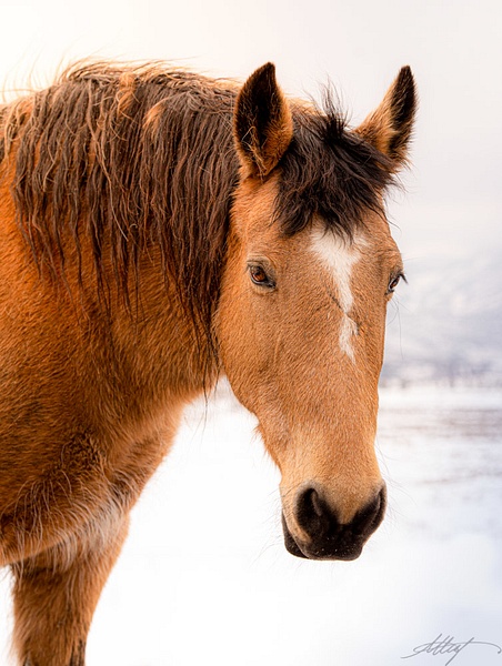 True-Spirit-Horse-Mustang-Dun-Star-Head-Winter-4x6 - Sanctuary Mustangs - ResonantPhotos 