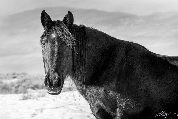 Durango-Horse-Wild-Mustang-Black-Star-Head-Winter-4x6 - Sanctuary Mustangs - ResonantPhotos 