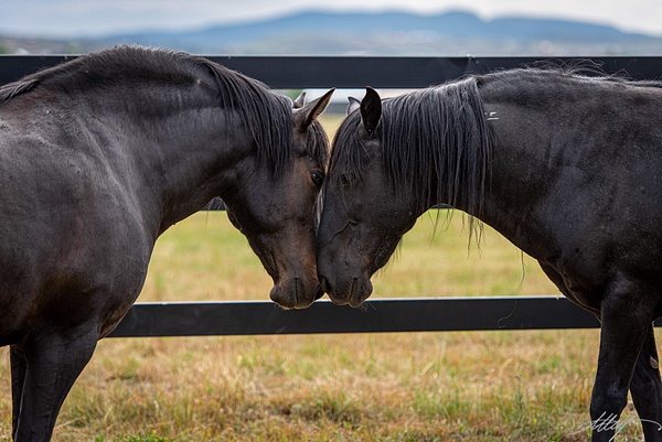 Durango-Brawnson-Eye-To-Eye-Mustangs-Horses-Heads-Shoulders-Black-Dark-Bay-4x6 - Sanctuary Mustangs - ResonantPhotos