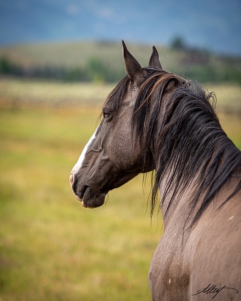Kokopelli-Horse-Mustang-Grulla-Blaze-Head-Summer-Side-4x5 - Sanctuary Mustangs - ResonantPhotos 