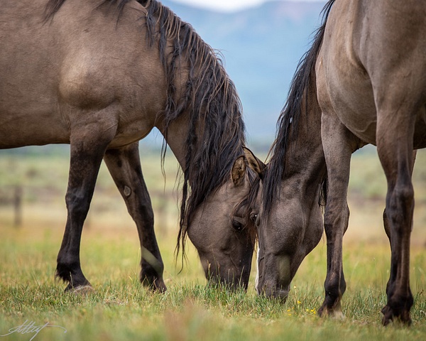 WindWalker-Kokopelli-Mustangs-Together-Grazing-Grulla-Summer-4x5 - Sanctuary Mustangs - ResonantPhotos
