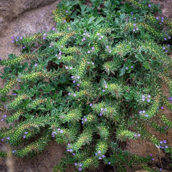 Wild-Plant-Small-Purple-Utah-1x1 - Landscape &amp; Floral - ResonantPhotos