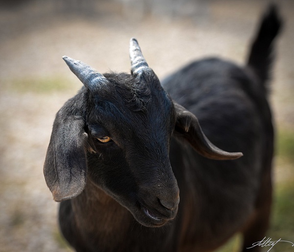 Goat-Black-Alpine-Nubian-Head-Kid-1x1 - wildlife, cattle bird, horse, goat, mountain cottontail, elk