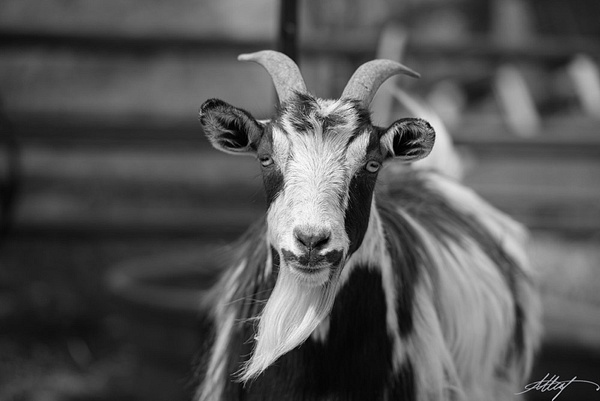 Dutch-Landrace-Goat-Brown-White-Long-Haired-B&amp;W-4x6 - wildlife, cattle bird, horse, goat, mountain cottontail, elk 