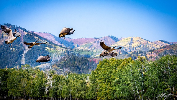 Canadian-Geese-In-Flight-Utah-Fall-16x9 - Landscape &amp; Floral - ResonantPhotos