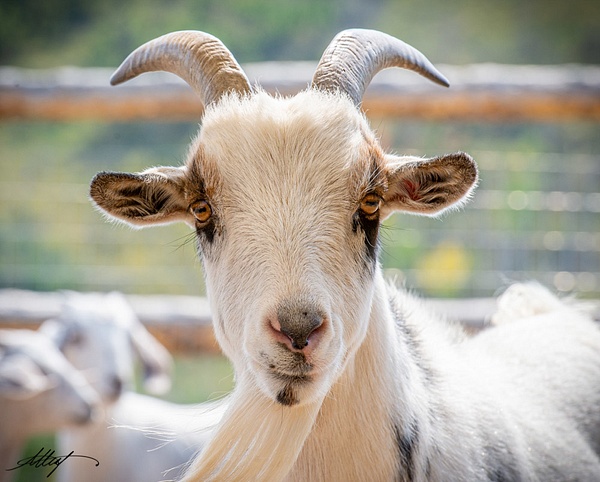 Boer-Goat-Head-Face-4x5 - wildlife, cattle bird, horse, goat, mountain cottontail, elk