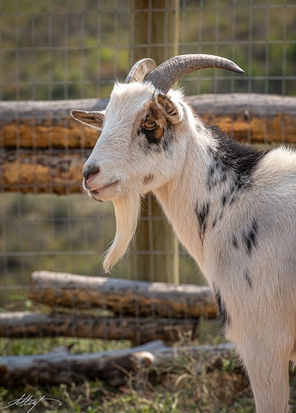 Boer-Goat-Head-Shoulders-Side-View-4x6 - wildlife, cattle bird, horse, goat, mountain cottontail, elk 