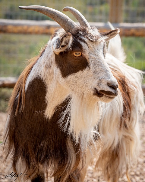 Dutch-Landrace-Goat-Brown-White-Long-Haired-1-4x6 - wildlife, cattle bird, horse, goat, mountain cottontail, elk
