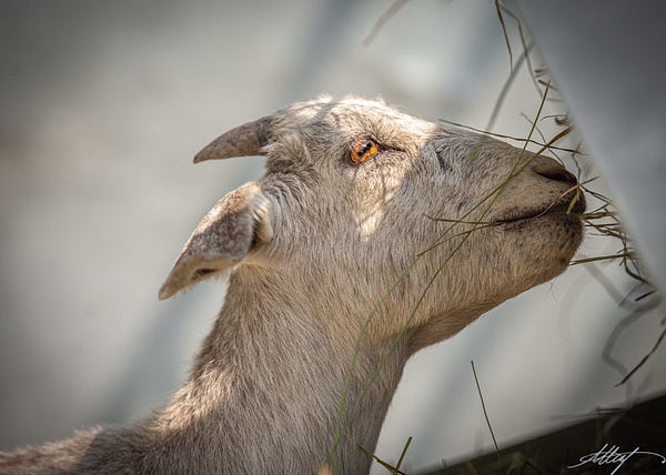 Boer-Goat-Head-Eye-Eating-4x6 - wildlife, cattle bird, horse, goat, mountain cottontail, elk 