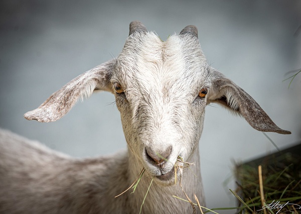 Boer-Goat-Head-Eyes-Eating-4x6 - wildlife, cattle bird, horse, goat, mountain cottontail, elk