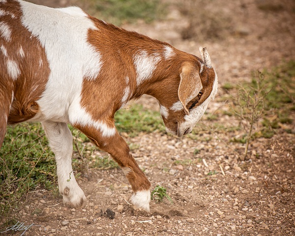 Nubian-Goat-Body-Brown-White-4x5 - wildlife, cattle bird, horse, goat, mountain cottontail, elk 