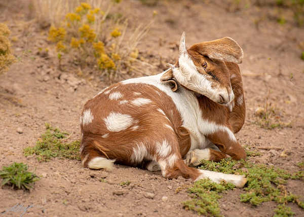 Nubian-Goat-Body-Brown-White-4x6 - wildlife, cattle bird, horse, goat, mountain cottontail, elk 