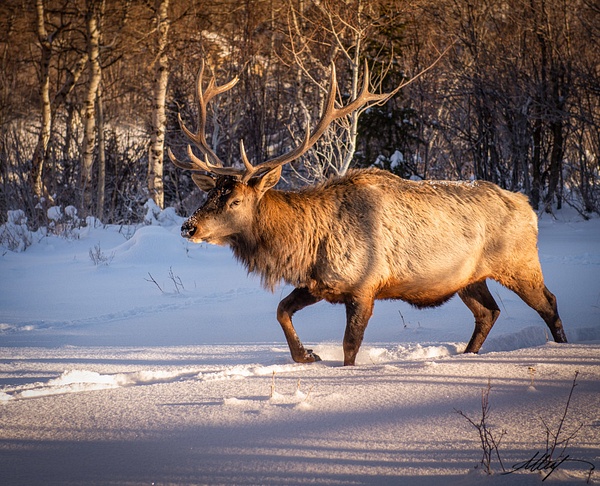 Elk-Utah-Winter-Bull-Rack-Antlers-4x5 - wildlife, cattle bird, horse, goat, mountain cottontail, elk 