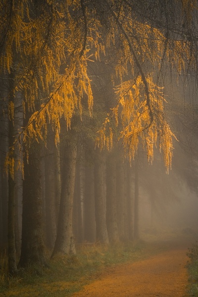 Beecraigs Country Park - Woodland - David Queenan Photography