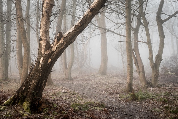 Woodend - Woodland Photography