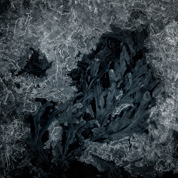 Under Sea Ice - David Queenan Photography 