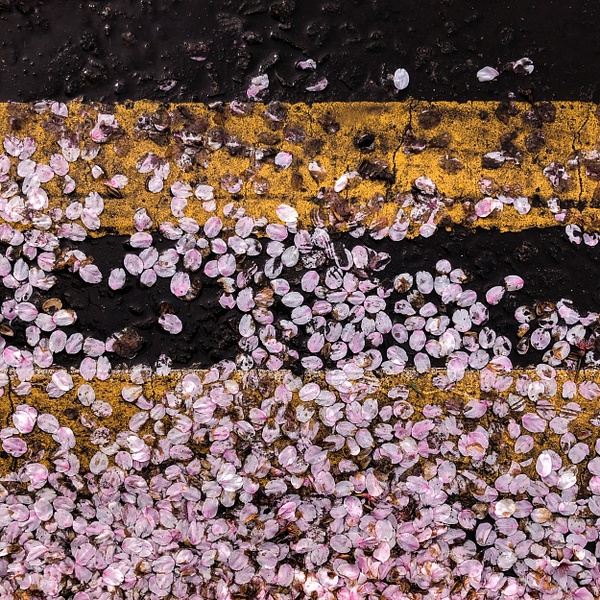 Double Yellow and Pink - David Queenan Photography square images 