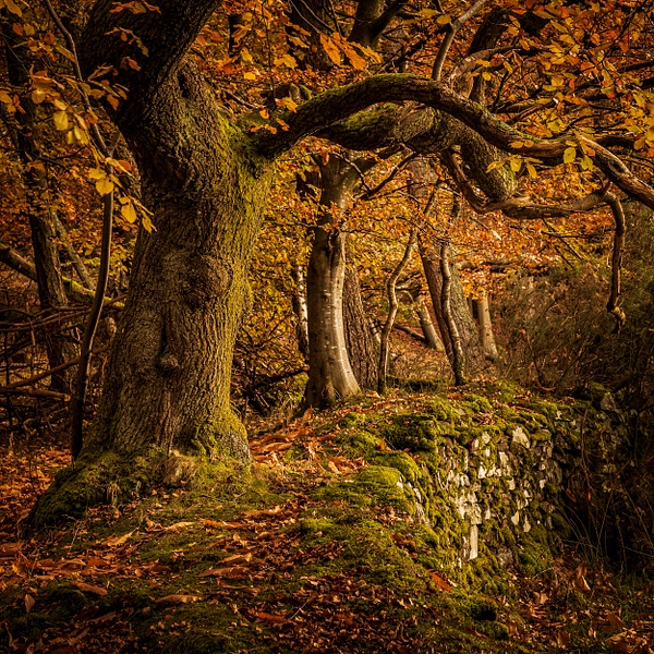 Mine Woods - David Queenan Photography square images