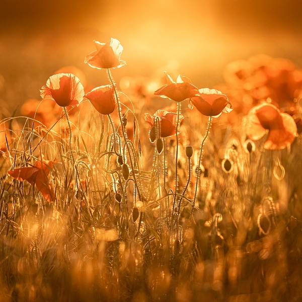 Fife Poppies - David Queenan Photography square images