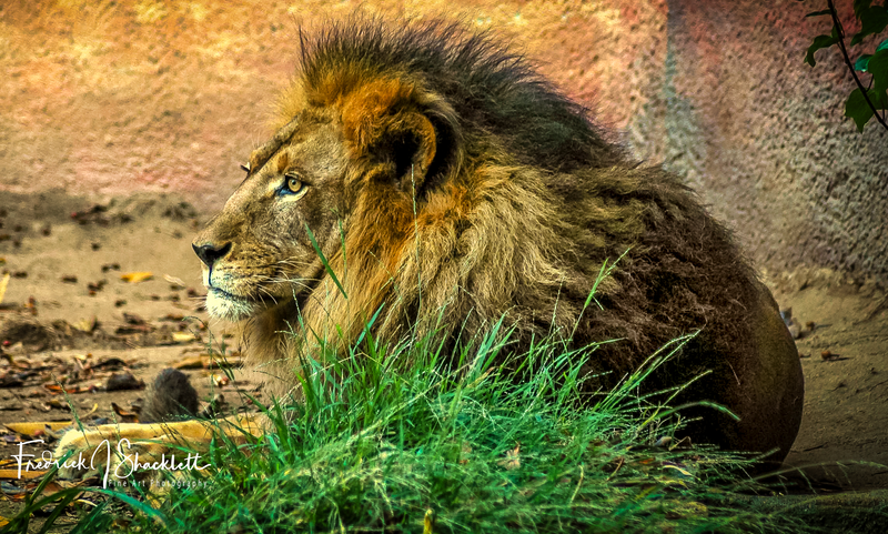 LA  Zoo Lion 2