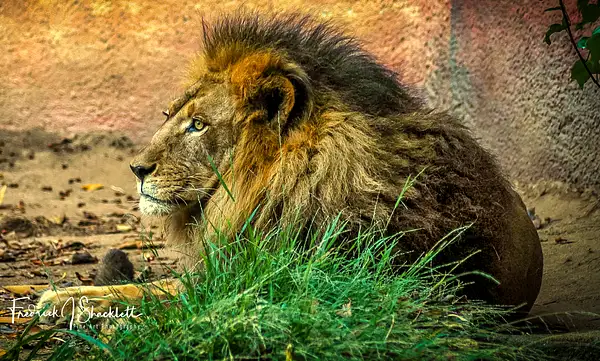LA  Zoo Lion 2 by PhotoShacklett