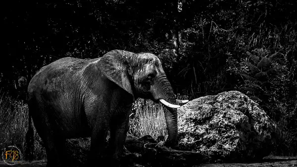 Elephant Tracks by PhotoShacklett
