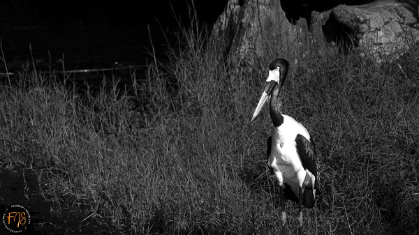 Crane feeding - Pets &amp; Wildlife - Fredrick Shacklett Fine Art Photography 