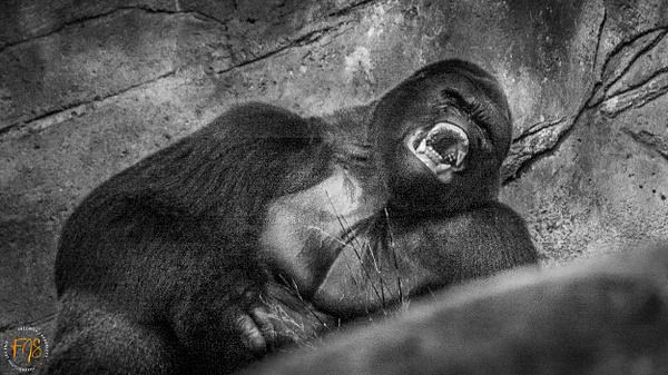 Gorilla Yawning - Pets & Wildlife - FJ Shacklett Photography