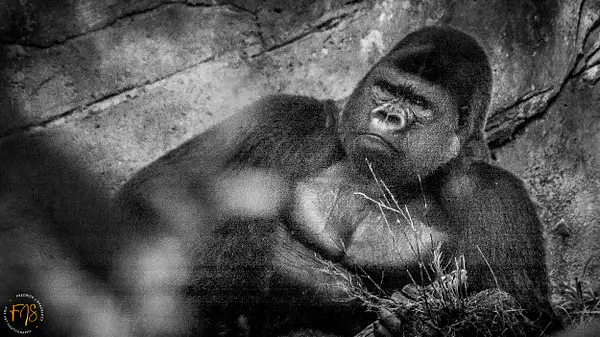 Gorilla Sitting by PhotoShacklett