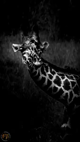 Giraffe looking around by PhotoShacklett