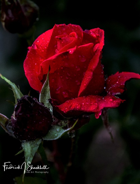 Red Rose - Bloomy Things - FJ Shacklett Photography 