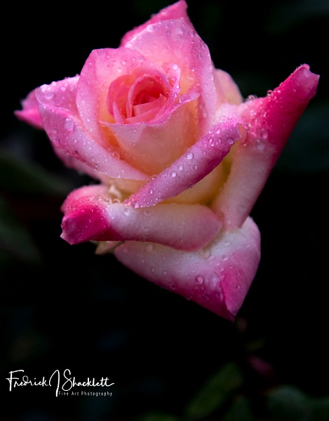 Pink Rose - Bloomy Things - FJ Shacklett Photography