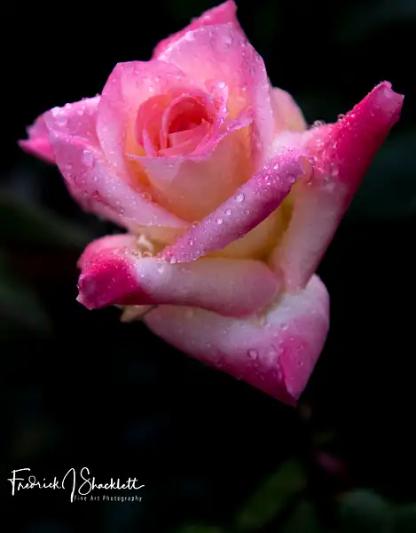 Pink Rose by PhotoShacklett