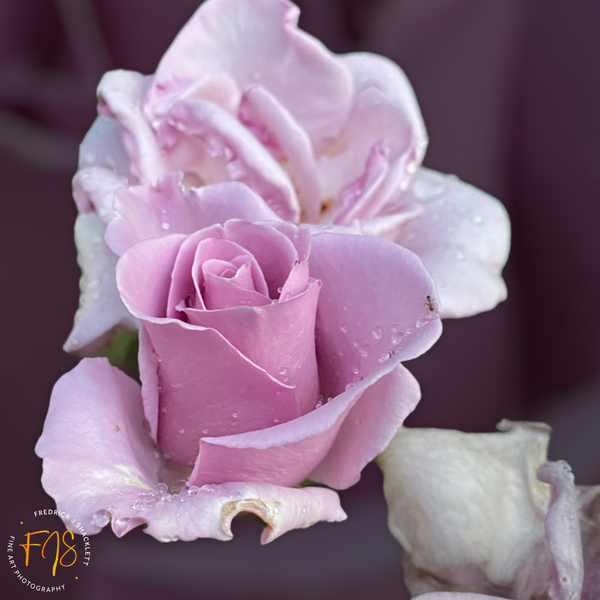 Double Lavendar Rose - Bloomy Things - FJ Shacklett Photography