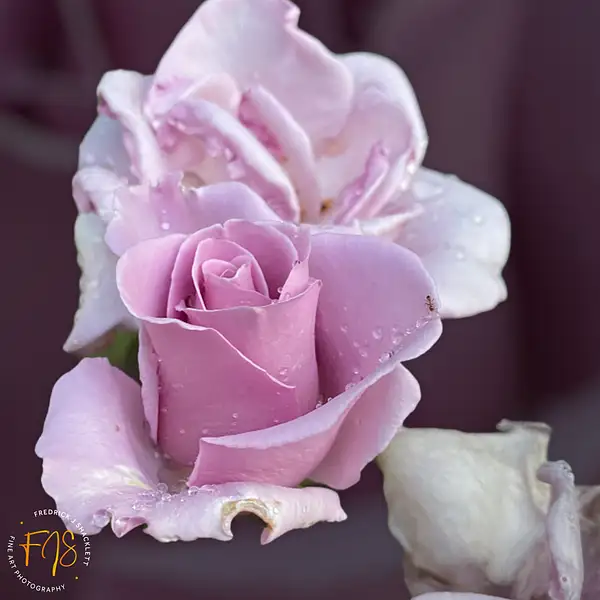 Double Lavendar Rose by PhotoShacklett
