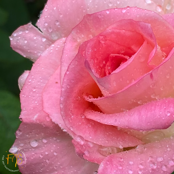 Pink Rose with Waterdrops - FJ Shacklett Photography 