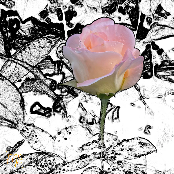 Graphic Pink Rose - Airshows - Fredrick Shacklett Fine Art Photography