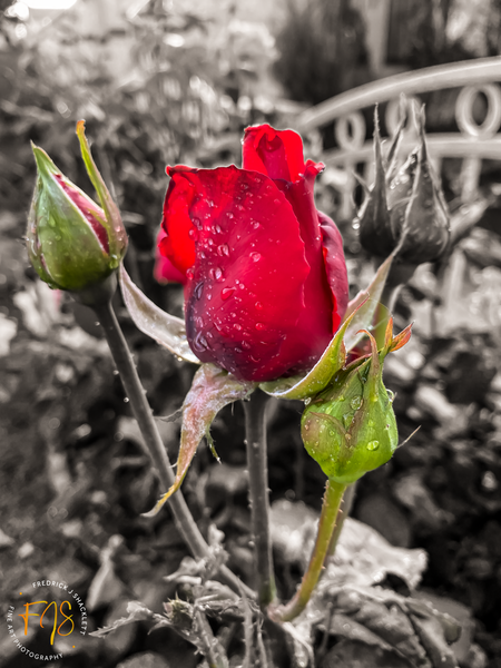 Graphic Bud and Red Bloom - Bloomy Things - FJ Shacklett Photography