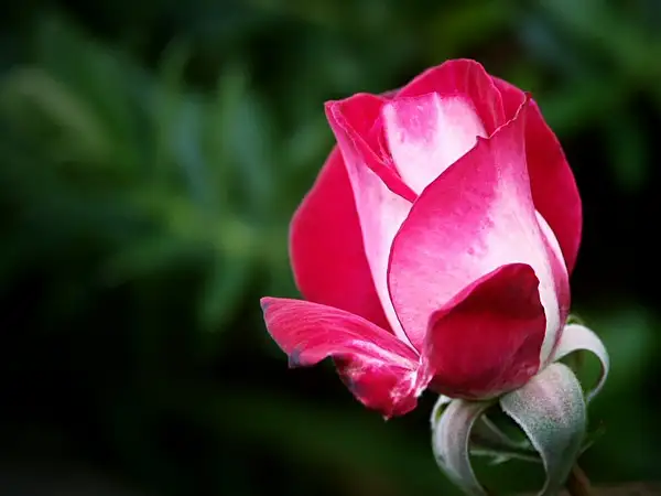 Highlighed Rose by PhotoShacklett