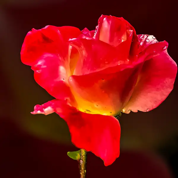 Late Spring Rose by PhotoShacklett