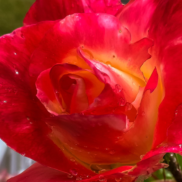 Late Spring Rose - Airshows - Fredrick Shacklett Fine Art Photography 