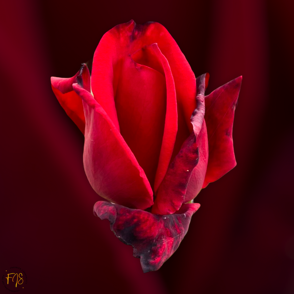 Red rose newly opened - Airshows - Fredrick Shacklett Fine Art Photography 