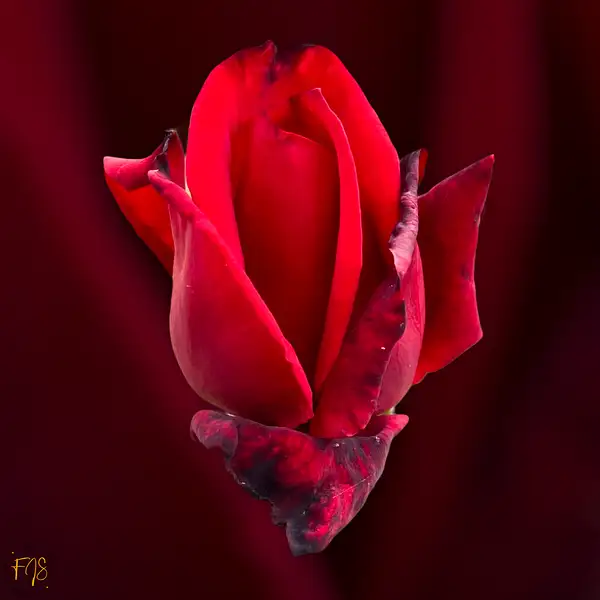 Red rose newly opened by PhotoShacklett