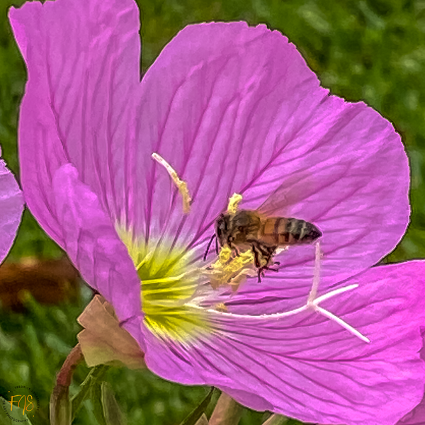 Bee at Work - Bloomy Things - FJ Shacklett Photography 