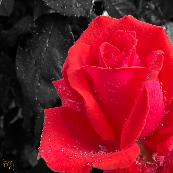 Red Rose Bloom - Bloomy Things - FJ Shacklett Photography 