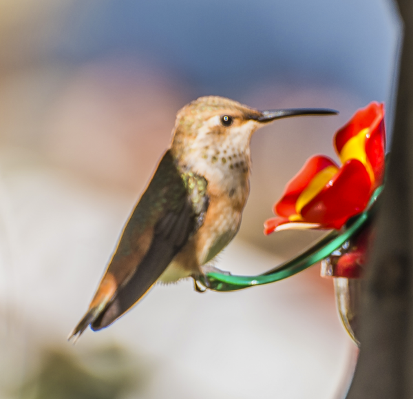 Hummingbird Feeding - Pets &amp; Wildlife - Fredrick Shacklett Fine Art Photography 